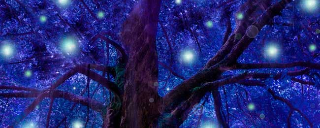 Naturia, el bosque encantado