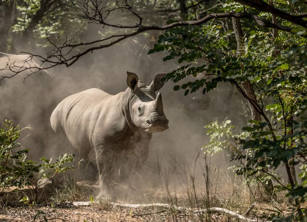 Misterios en la Jungla